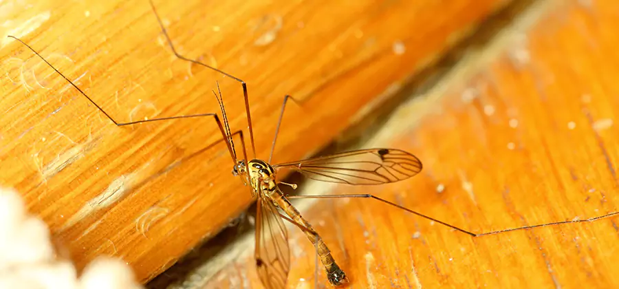 Exterior Mosquito Control in Medford