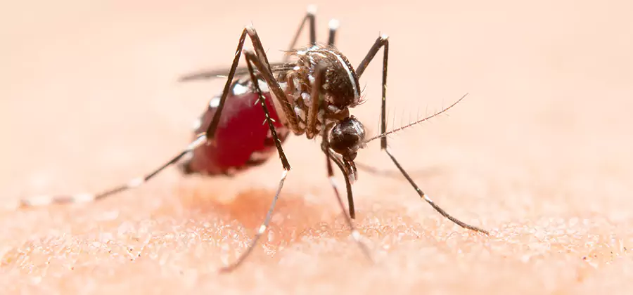 Indoor Mosquito Killer and Interior Control in Medford