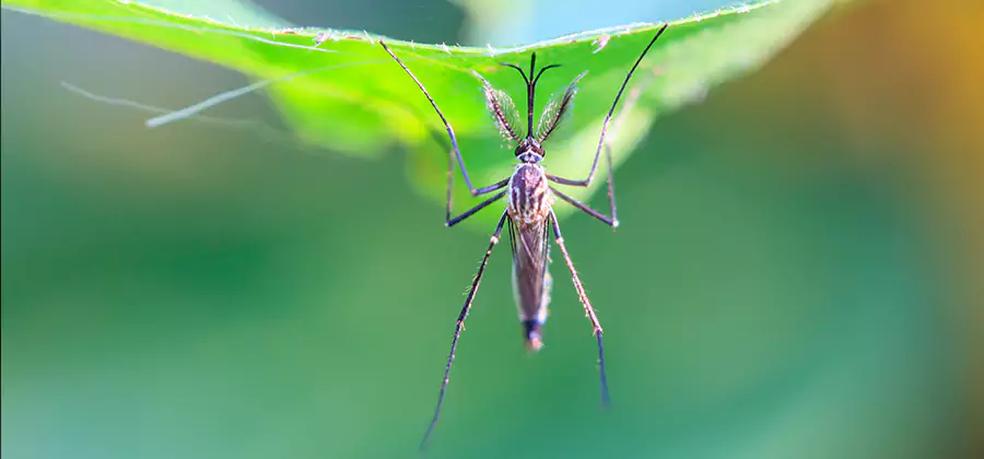 Pest and Mosquito Control for Yard and Patio in Medford