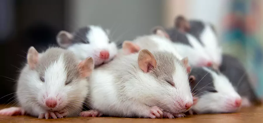 Medford Pet Safe Mice Control
