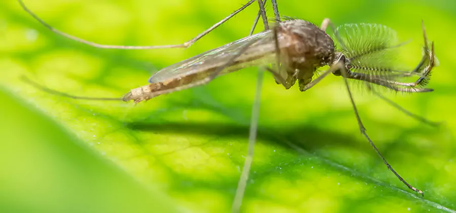 Herbal Mosquito Repellent Treatment in Medford