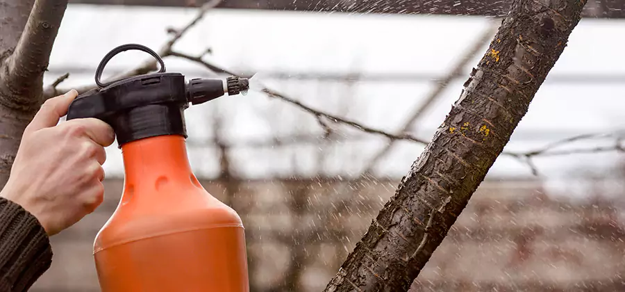 Orange Oil Structural Cavity Treatment in Medford