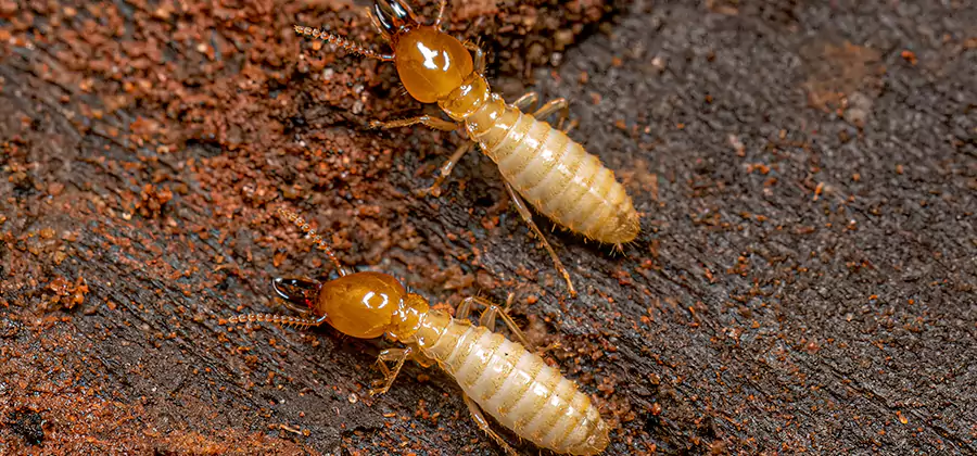 Natural Ant Hill Killer Treatment in Medford
