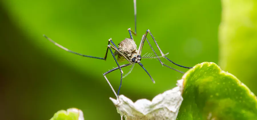 Natural Outdoor Mosquito Repellent in Medford