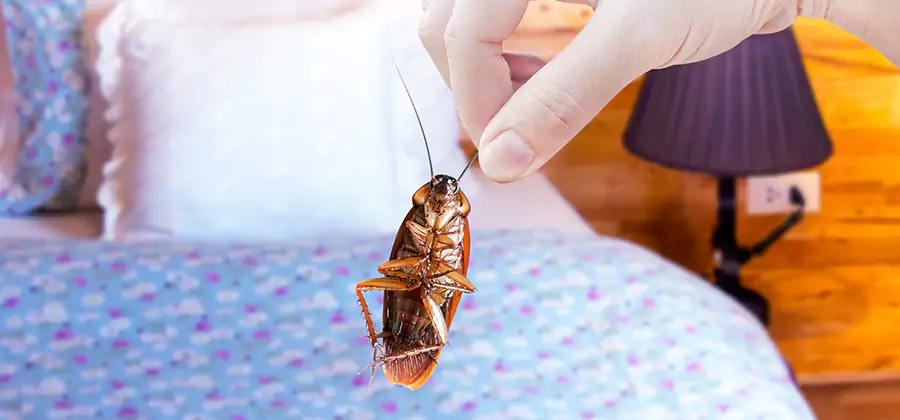 Bed Bug Inspection in Medford