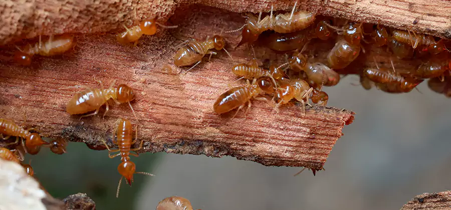 Termite Pest Management in Medford
