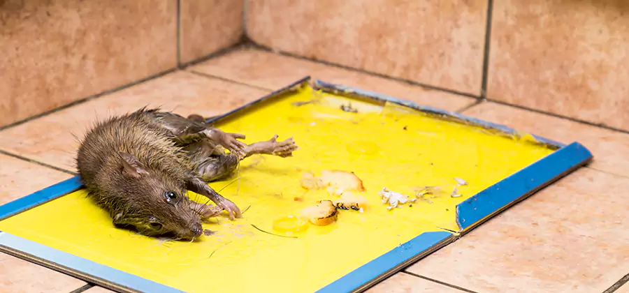 Rat Trapping Service In Medford