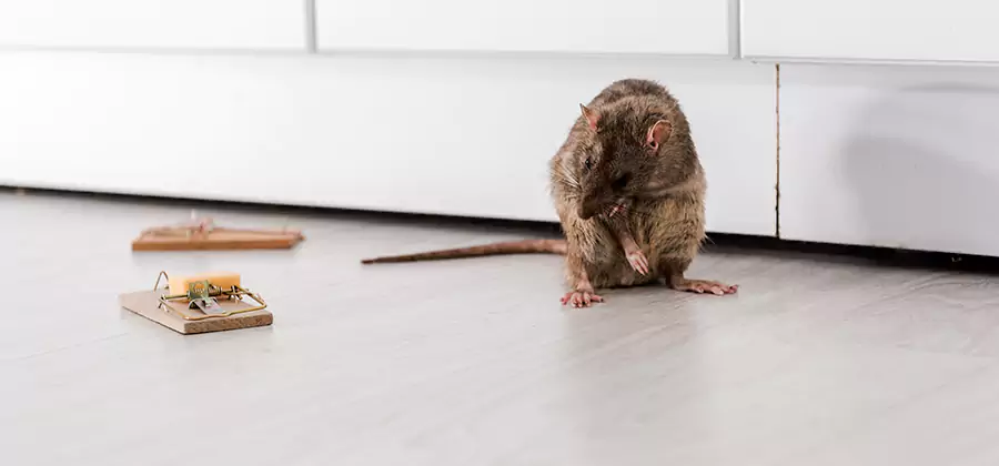 Rat Baiting Removal Service in Medford