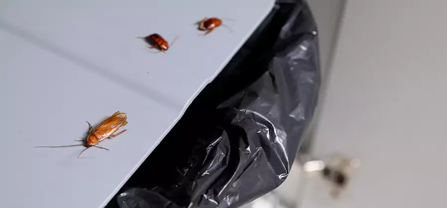 German Roach Pest Control in Medford