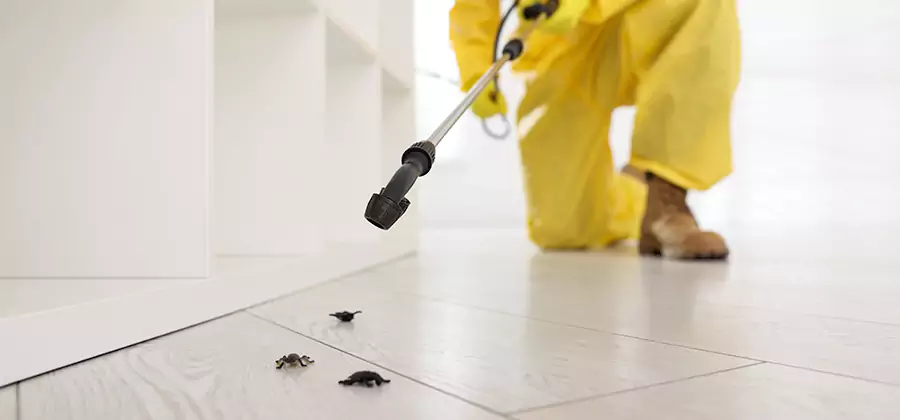 Roach and Bed Bug Exterminator in Medford