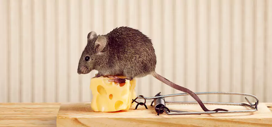 Commercial Rodent Exclusion Services in Medford