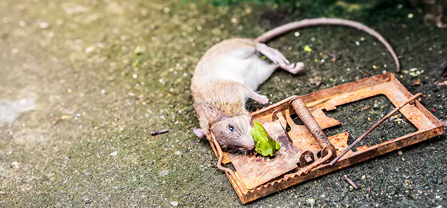 Rat Trapping in Medford