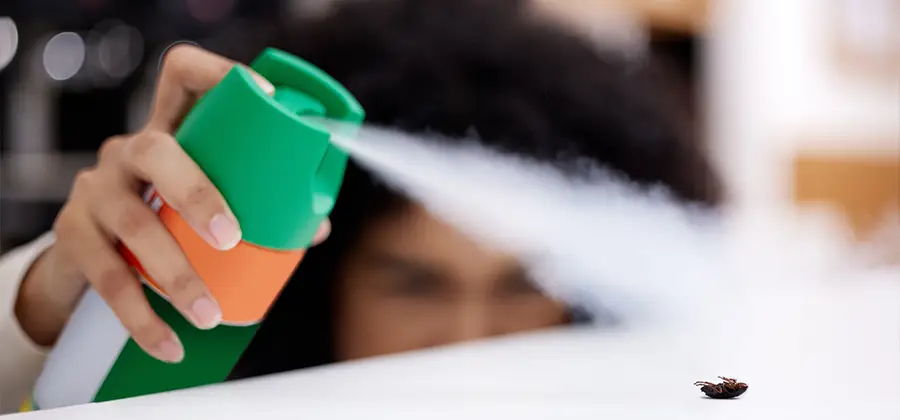 Child Safe Bed Bug Treatment in Medford