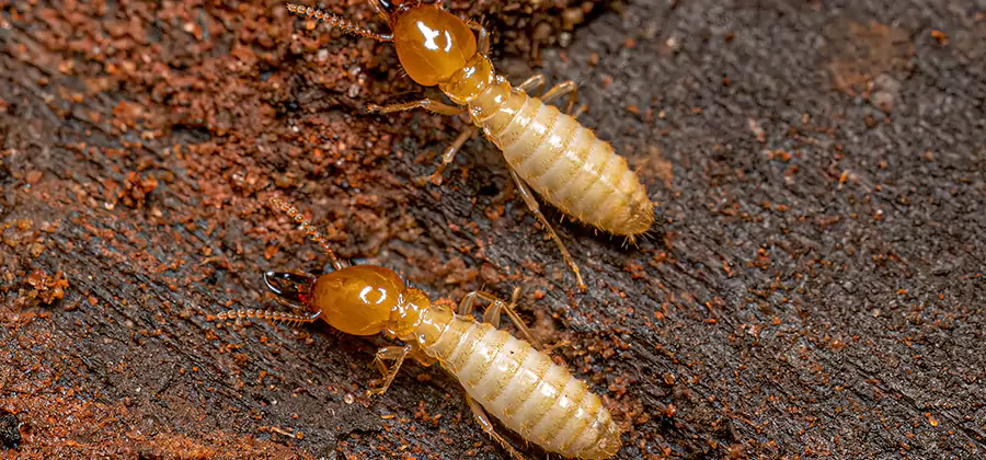 Sentricon Residential Termite Control in Medford