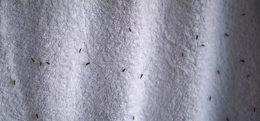 Small Black Ants in Bathroom Treatment in Medford