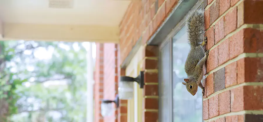 Squirrel Inside Walls Removal in Medford
