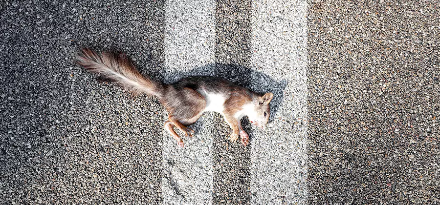 Dead Squirrel Removal in Medford