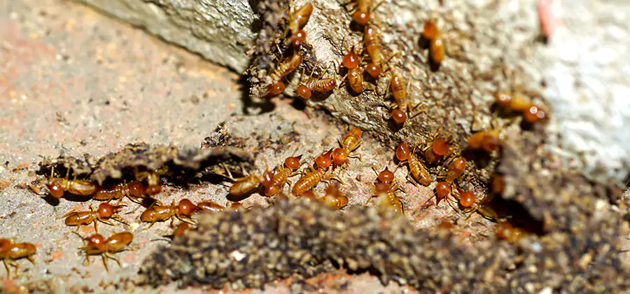 Wood Treatment and Localized Termite Solutions in Medford