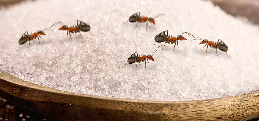 Indoor Sugar Ant Treatment in Medford