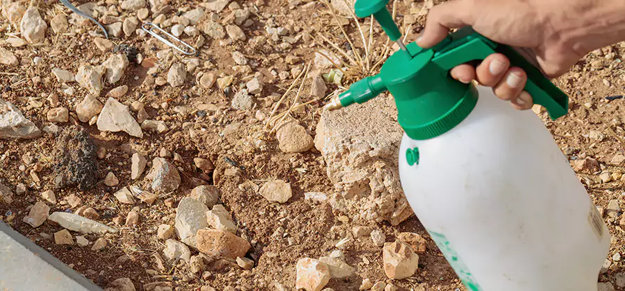 Heat Treatment Termite Cost in Medford