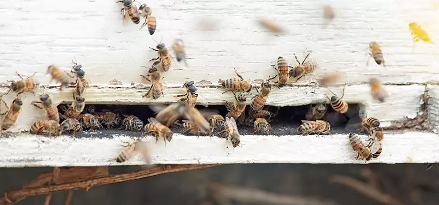 Residential Termite Fumigation in Medford