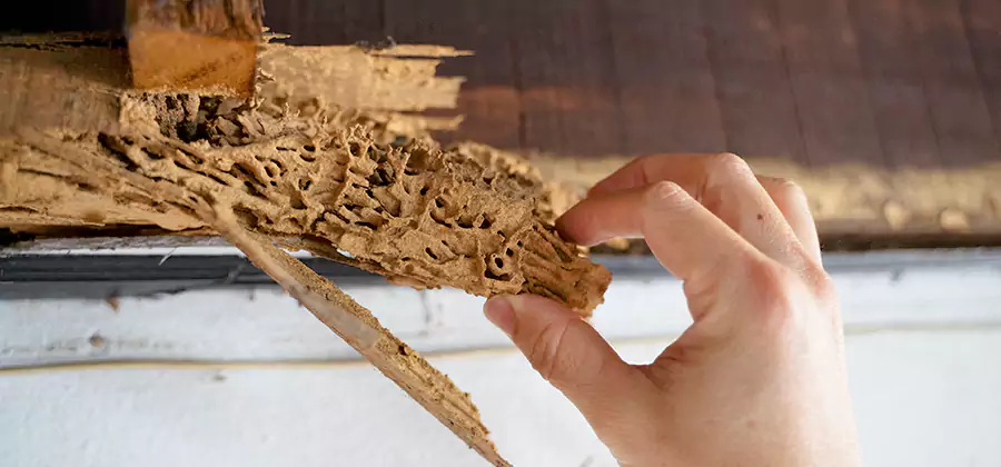 Pre-Purchase Termite Inspection in Medford