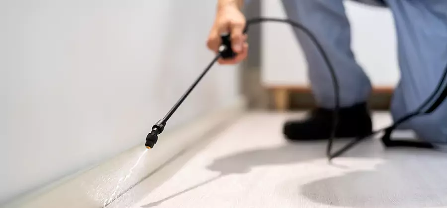 Direct Termite Injection Treatment in Medford