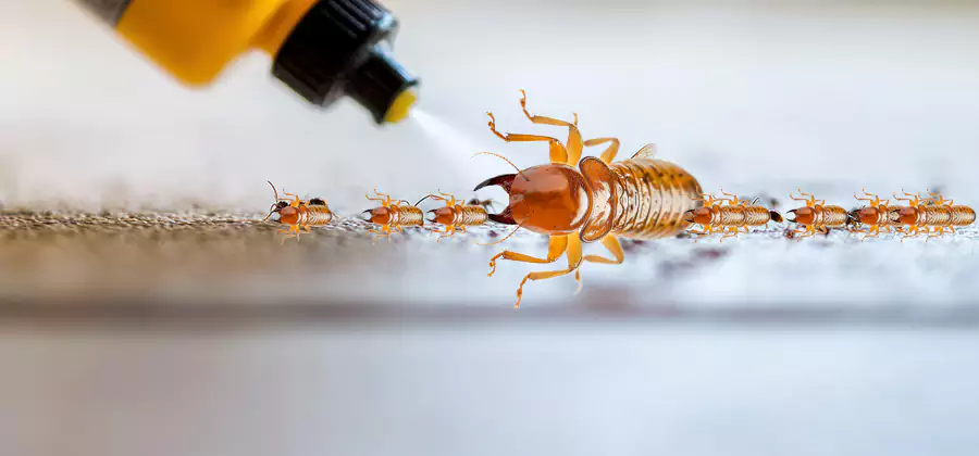 Foundation Termite Spraying Control in Medford