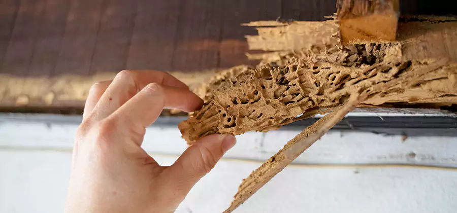 Pre-Construction Termite Treatment in Medford