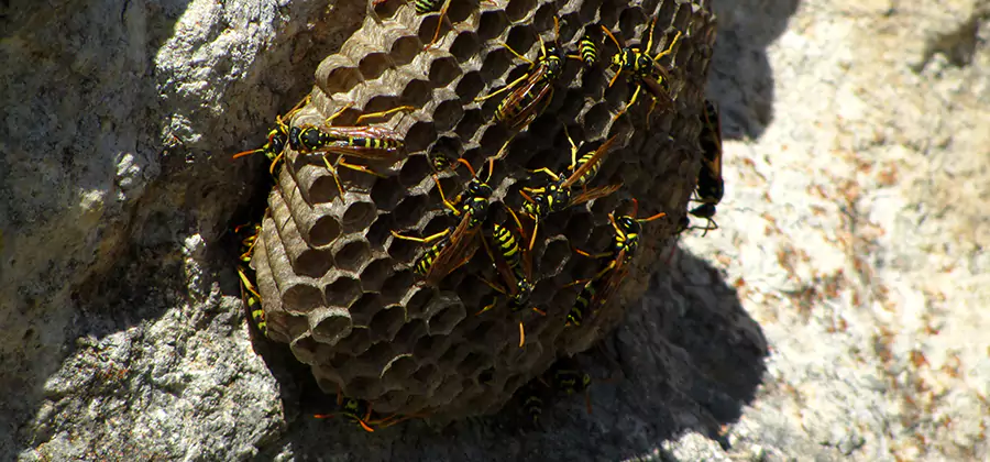 Wasp Nest in Tree Removal Medford