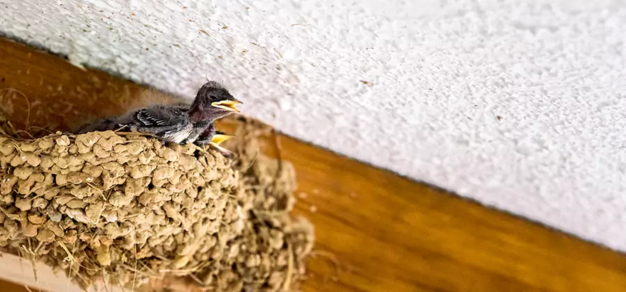 Bird Removal From House in Medford