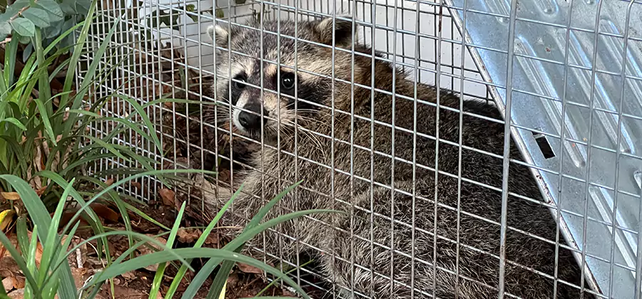 Wildlife Relocation Services in Medford