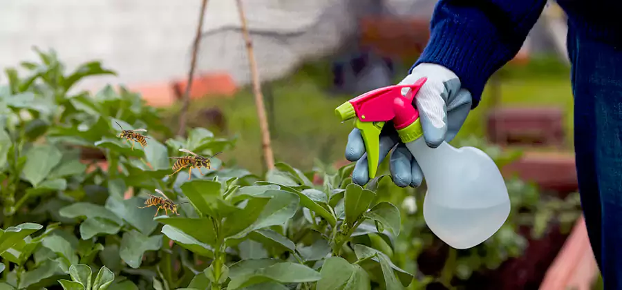 Yellow Jacket Pest Removal for Commercial Properties in Medford