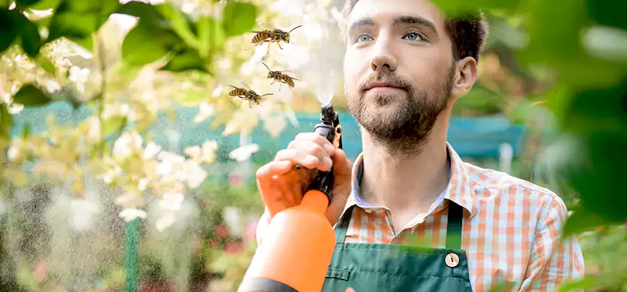 Yellow Jacket Wasp Removal in Medford