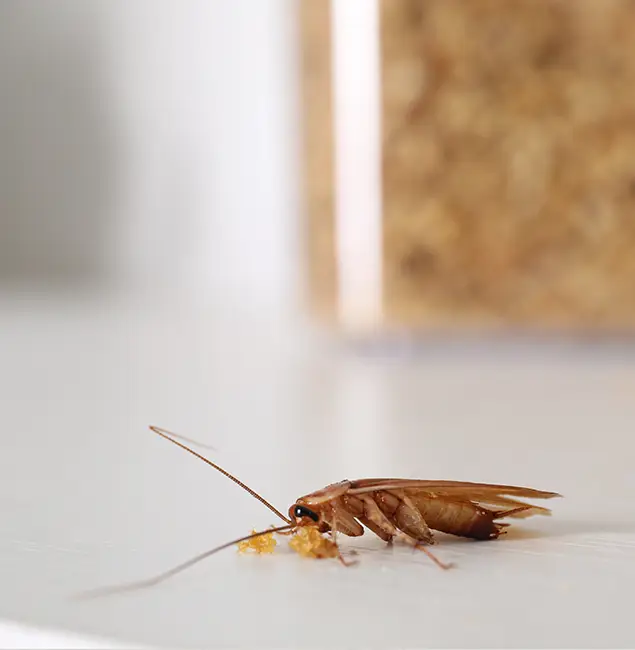 Why Medford Pest Control Pro Stands Out in Medford, OR?