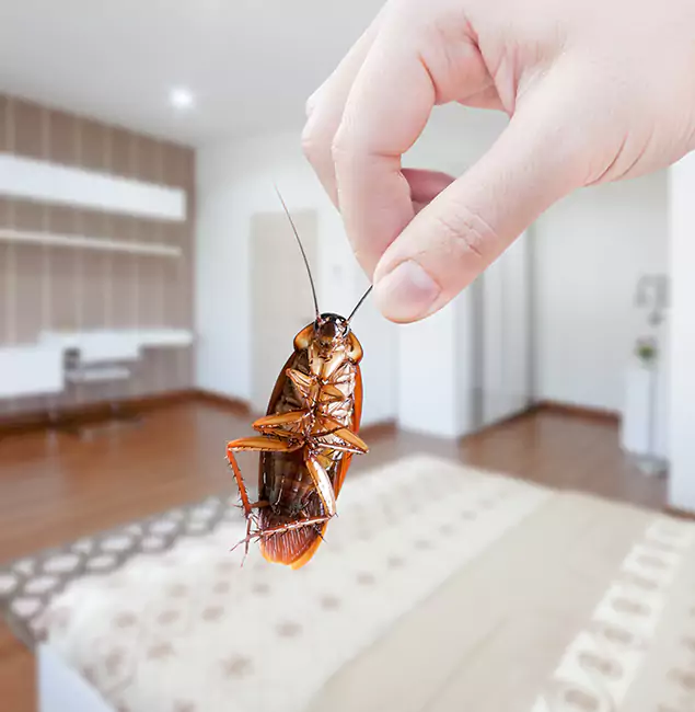 Why Medford Pest Control Pro Stand Out for Bed Bug Fumigation in Medford, OR?