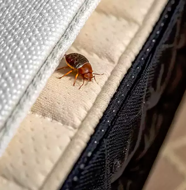 Why Choose Medford Pest Control Pro for Bed Bug Treatment at Home in Medford, OR?
