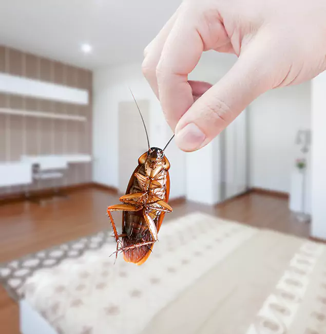 Why Medford Pest Control Pro Stand Out For Bed Bug Inspection in Medford, OR?