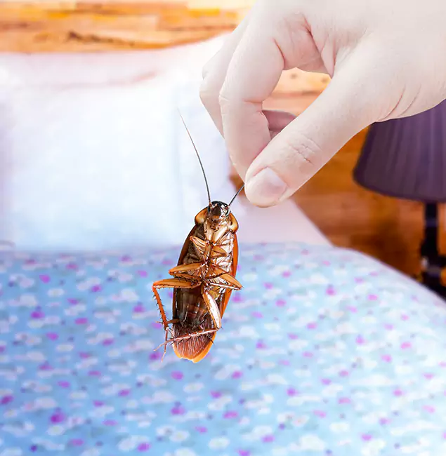 Why Choose Medford Pest Control Pro for Bed Bug Treatment in Medford, OR?
