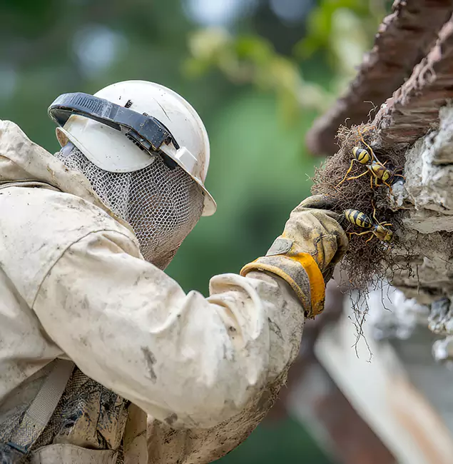 Why Medford Property Owners Choose Medford Pest Control Pro for Bee Exterminator?