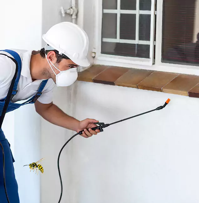 Why Medford Property Owners Choose Medford Pest Control Pro for Bee Nest Removal?
