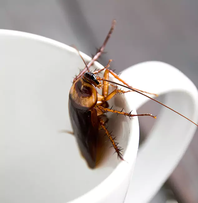 Why Medford, OR Residents Trust Medford Pest Control Pro for Cockroach Fumigation?