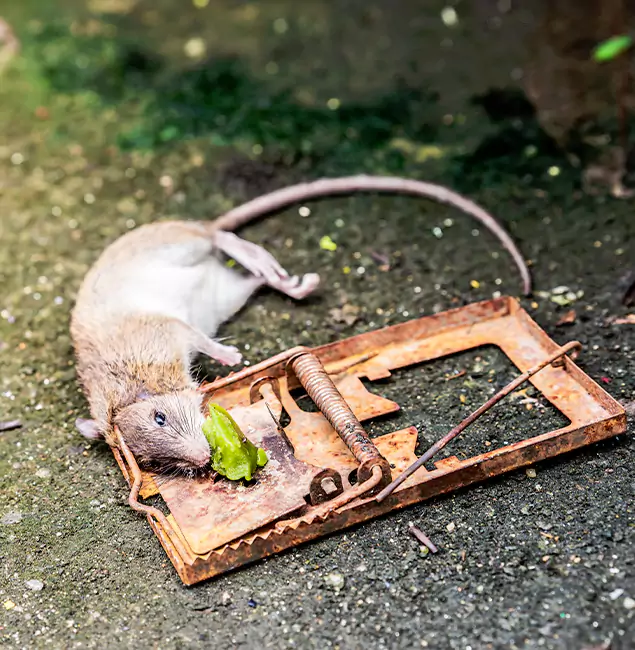 Why Medford, OR Homeowners Trust Medford Pest Control Pro for Rodent Removal?