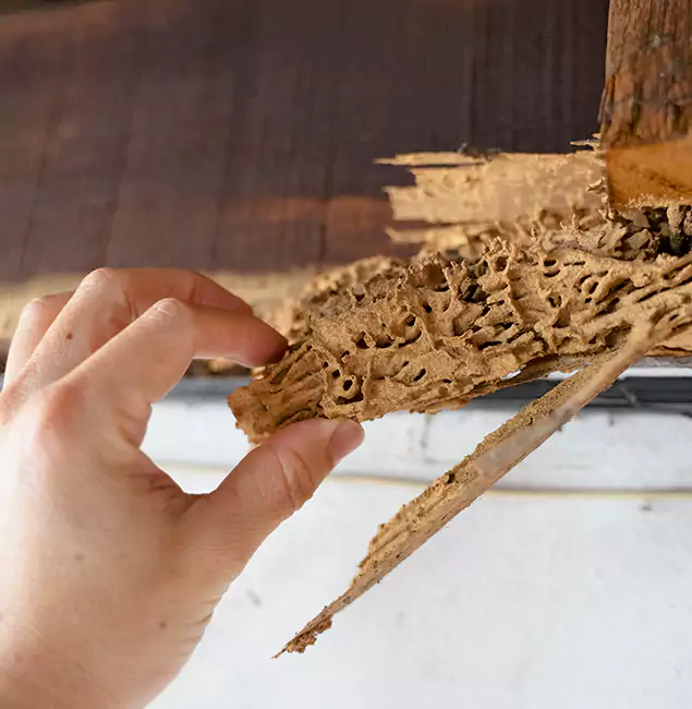 Why Choose Medford Pest Control Pro in Medford, OR?