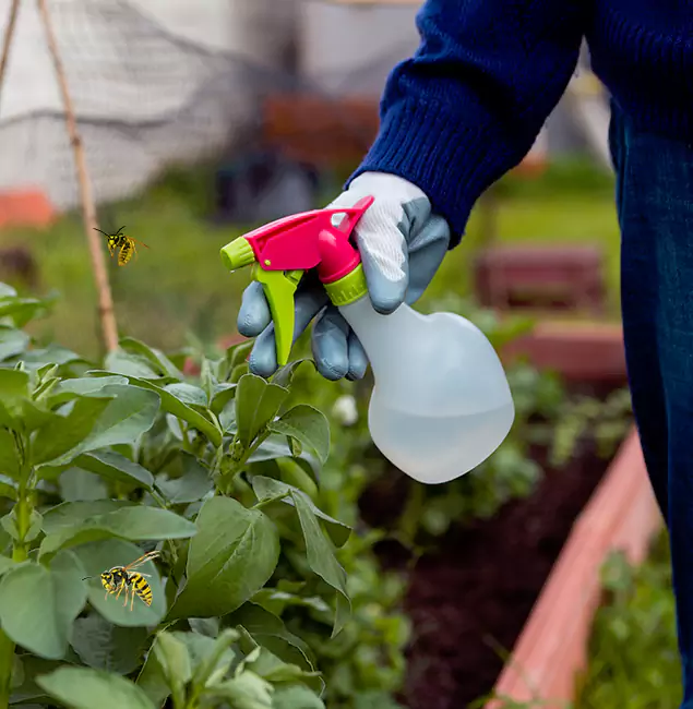 Why Medford Homeowners Choose Medford Pest Control Pro for Honey Bee Removal?