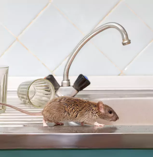 Why Medford, OR Trusts Medford Pest Control Pro for Humane Rodent Control?