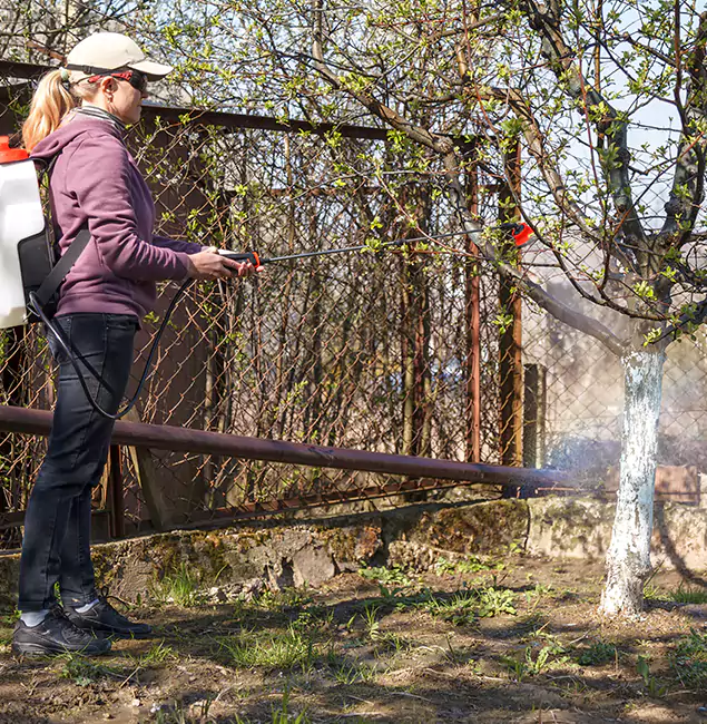 Why Medford Homeowners Choose Medford Pest Control Pro for Mosquito Abatement?
