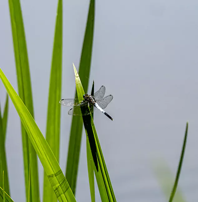 Why Medford Families Trust Medford Pest Control Pro for Mosquito Prevention?