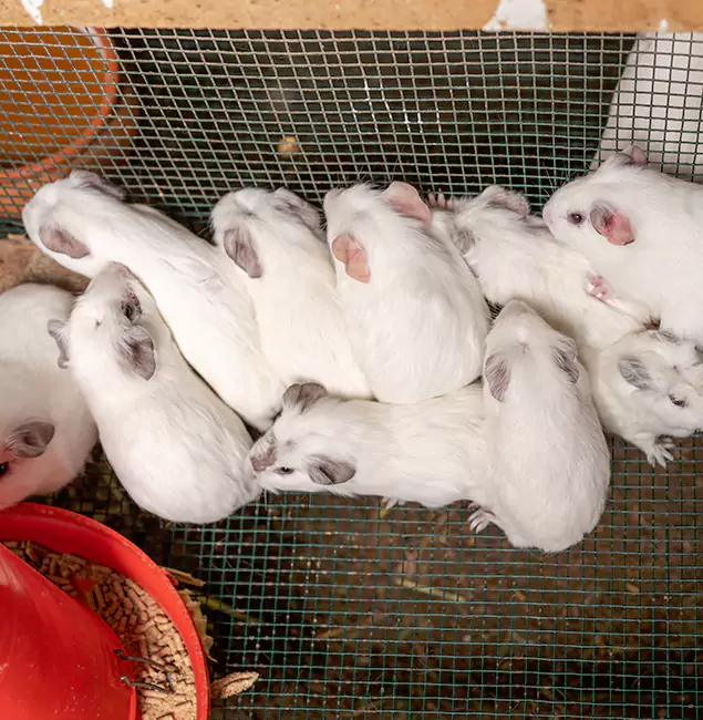 Why Medford Pest Control Pro Is the Trusted Choice in Medford, OR?