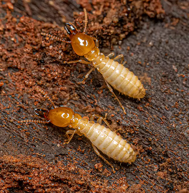 Why Choose Medford Pest Control Pro for Termite Treatment Without Tenting in Medford, OR?